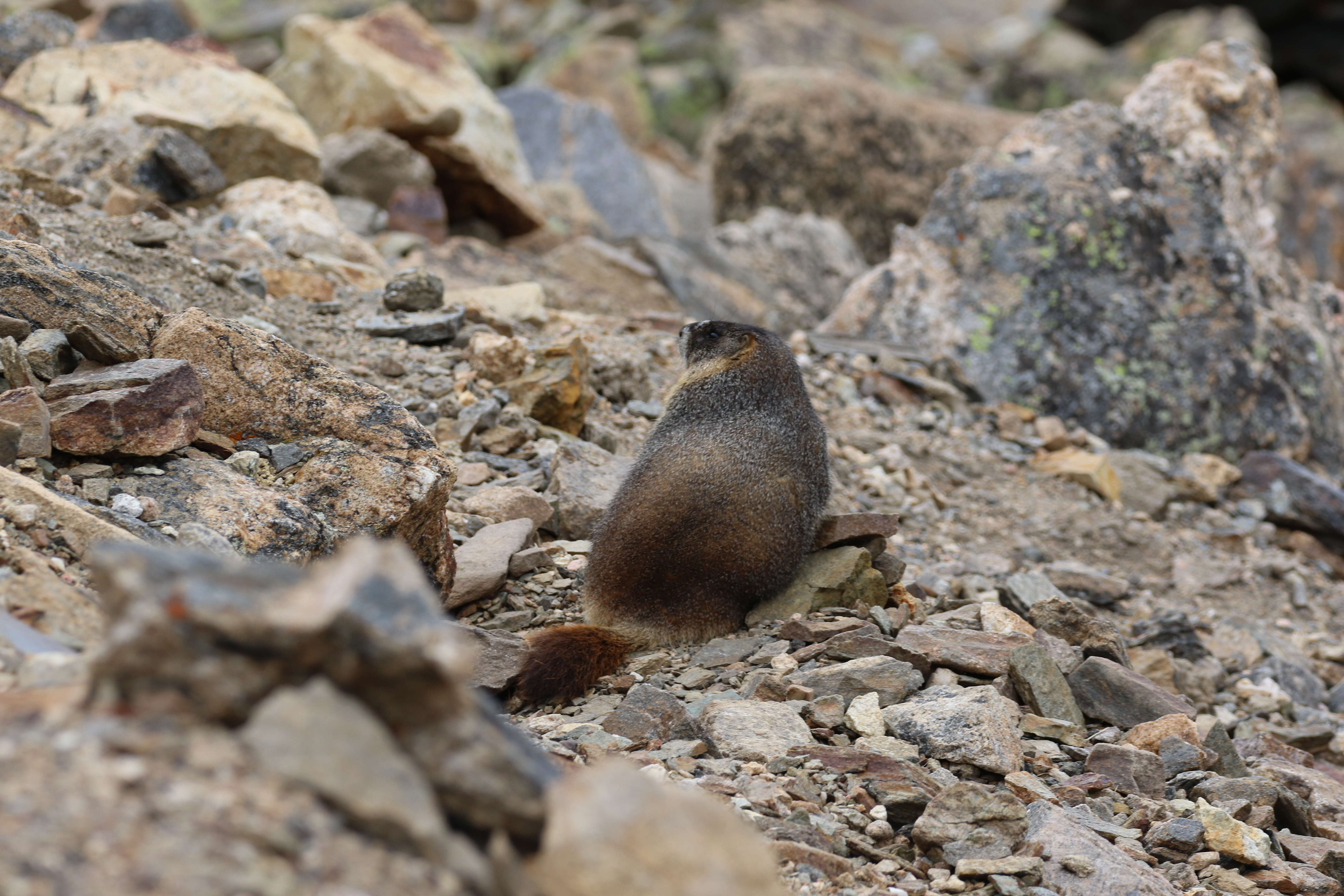 Image of Marmota subgen. Petromarmota Steppan et al. 1999