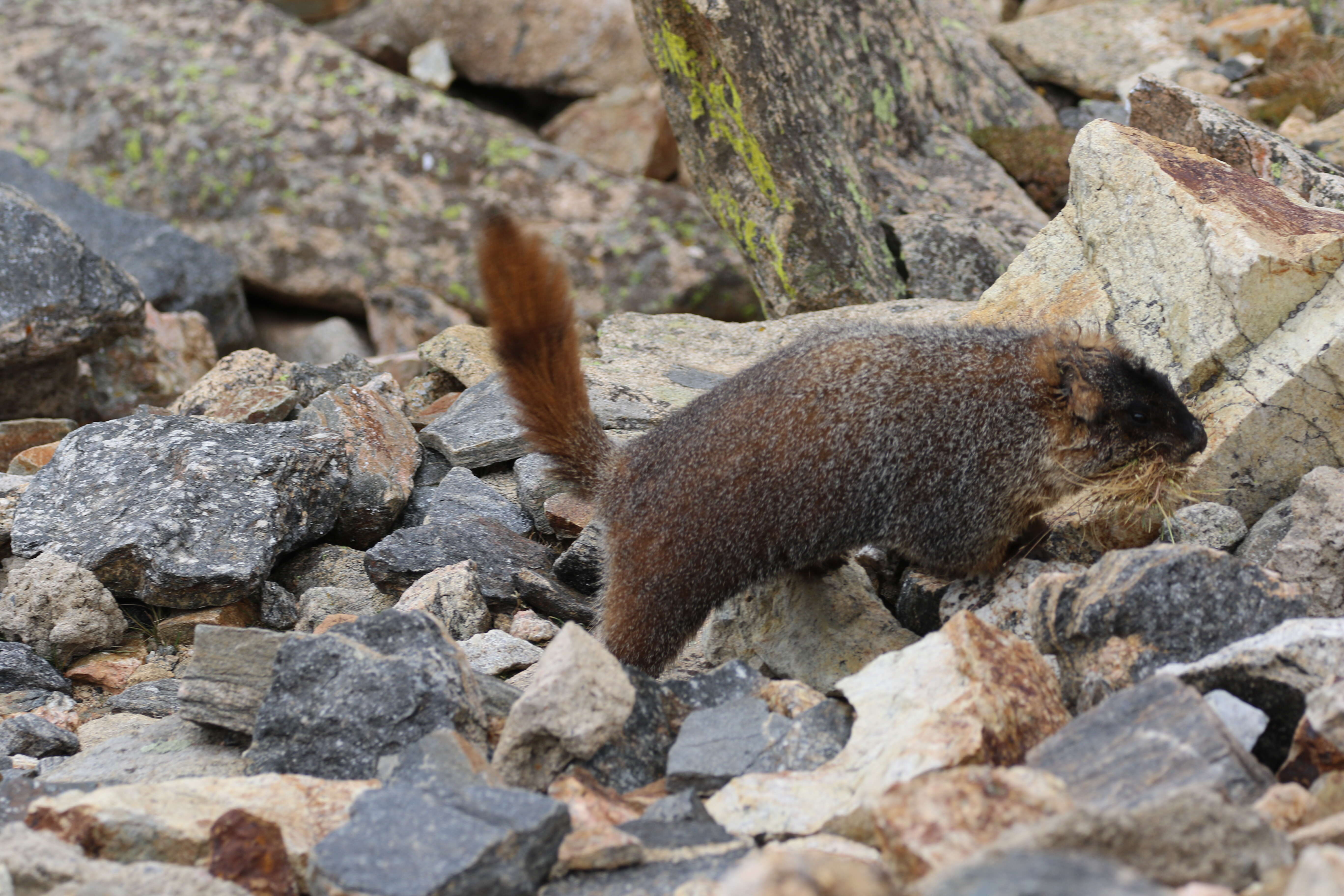 Image of Marmota subgen. Petromarmota Steppan et al. 1999