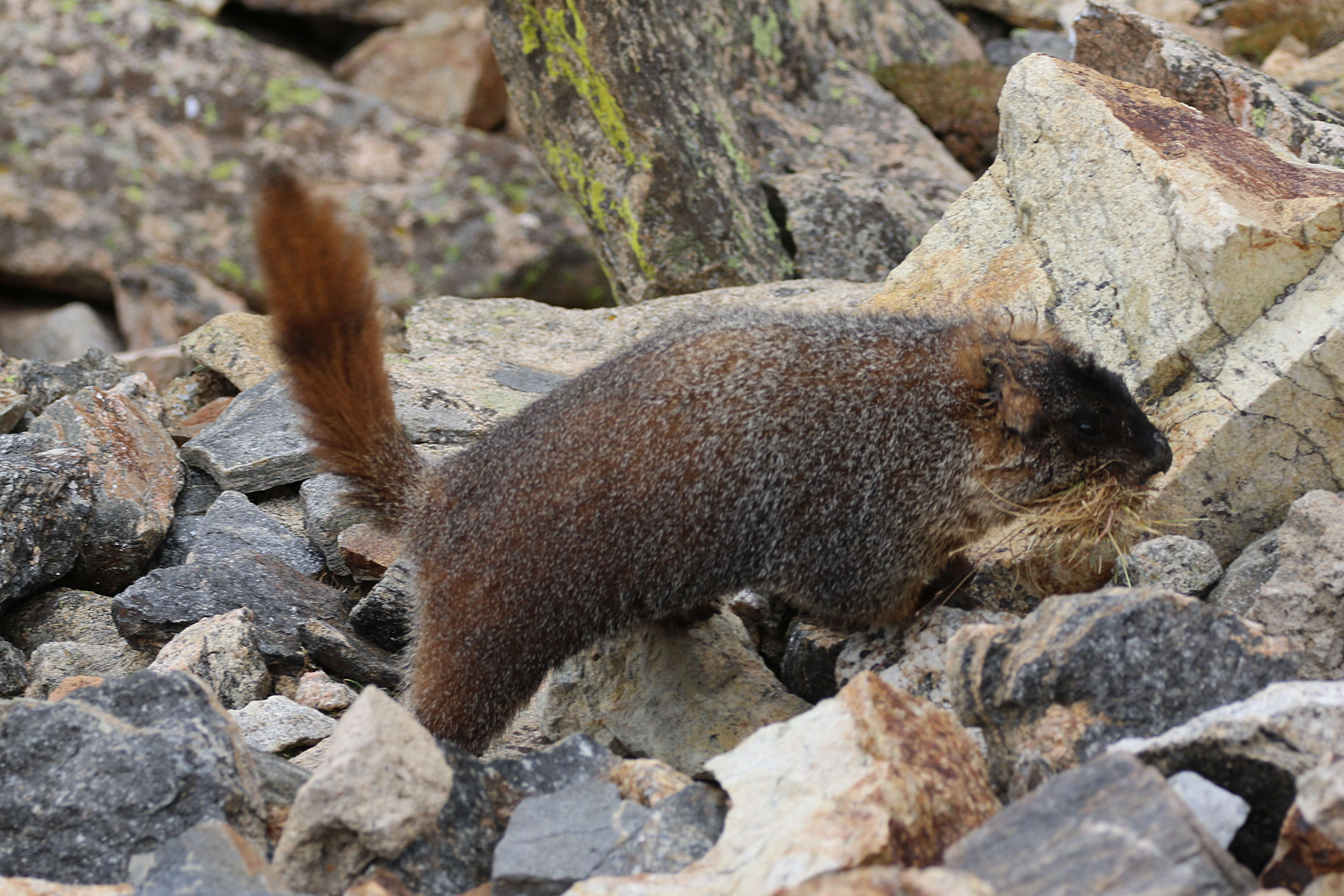 Image of Marmota subgen. Petromarmota Steppan et al. 1999