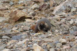 Image of Marmota subgen. Petromarmota Steppan et al. 1999