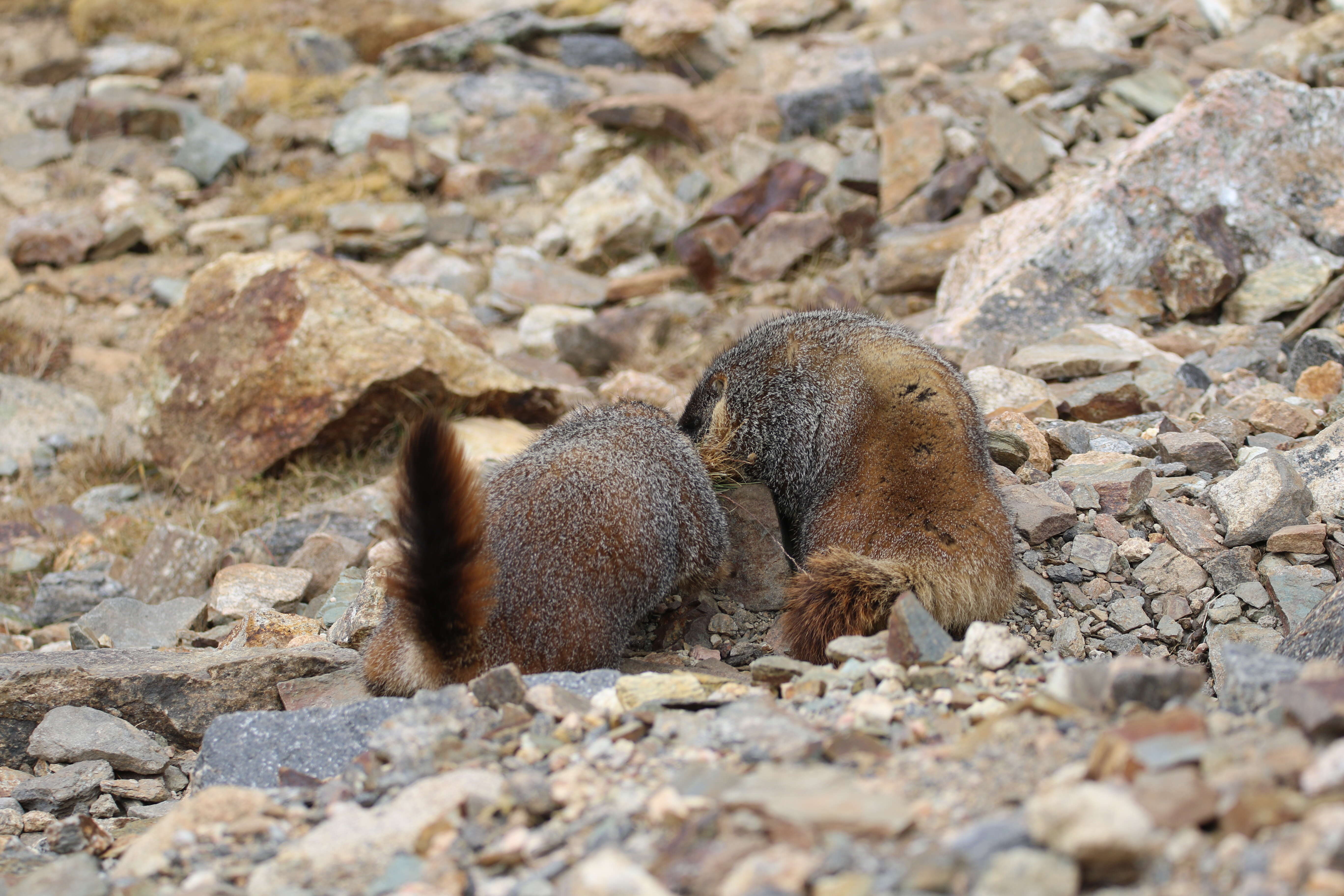 Image of Marmota subgen. Petromarmota Steppan et al. 1999