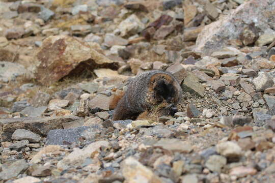 Image of Marmota subgen. Petromarmota Steppan et al. 1999