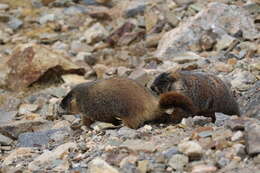 Imagem de Marmota subgen. Petromarmota Steppan et al. 1999