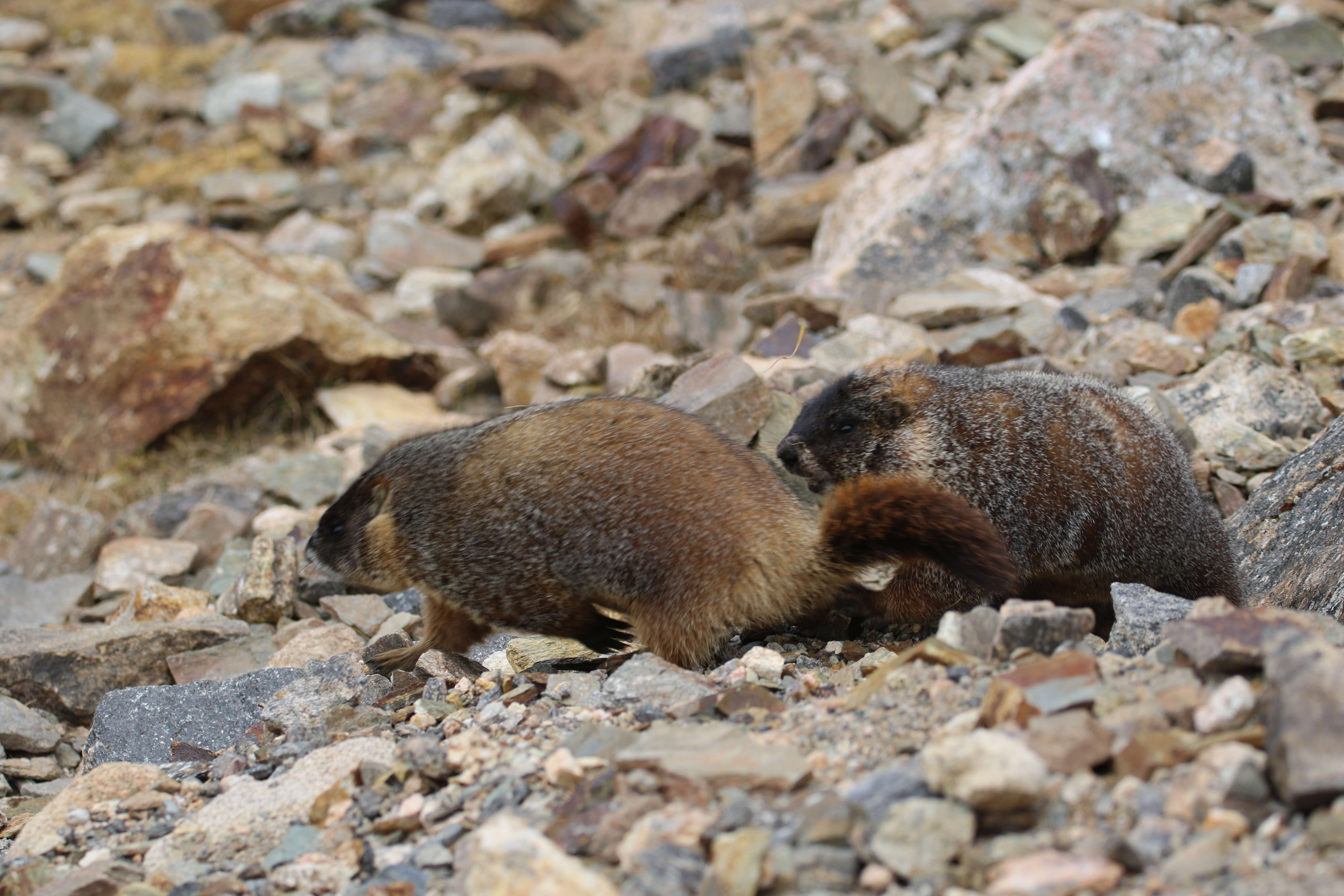 Imagem de Marmota subgen. Petromarmota Steppan et al. 1999