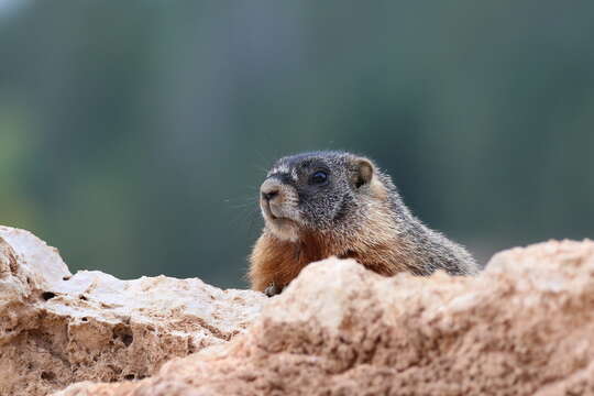 Image of Marmota subgen. Petromarmota Steppan et al. 1999