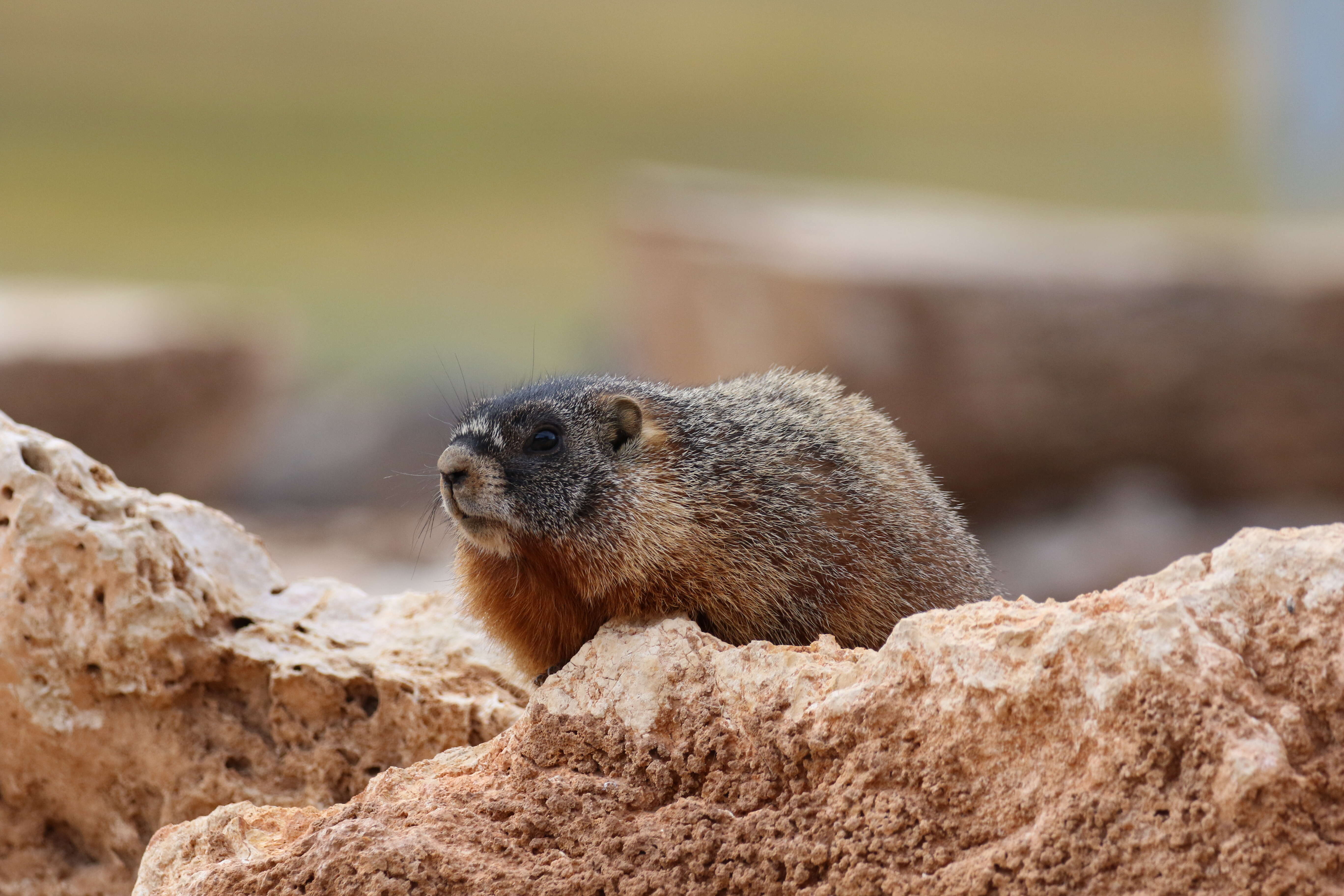 Image of Marmota subgen. Petromarmota Steppan et al. 1999