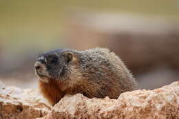 Image of Marmota subgen. Petromarmota Steppan et al. 1999