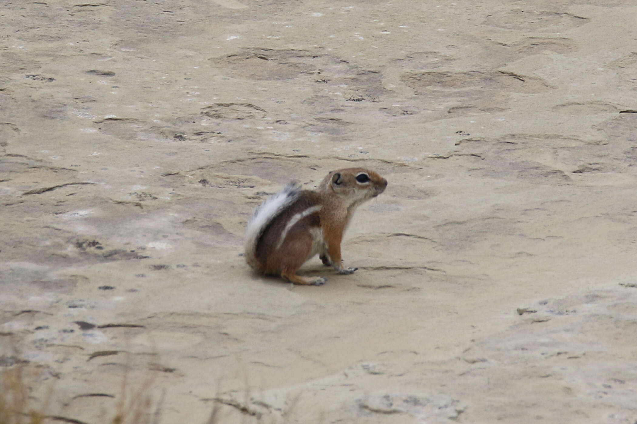 Image of white-tailed antelope squirrel