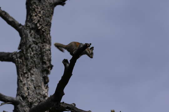 Image of Cliff Chipmunk