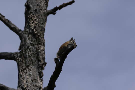 Image of Cliff Chipmunk