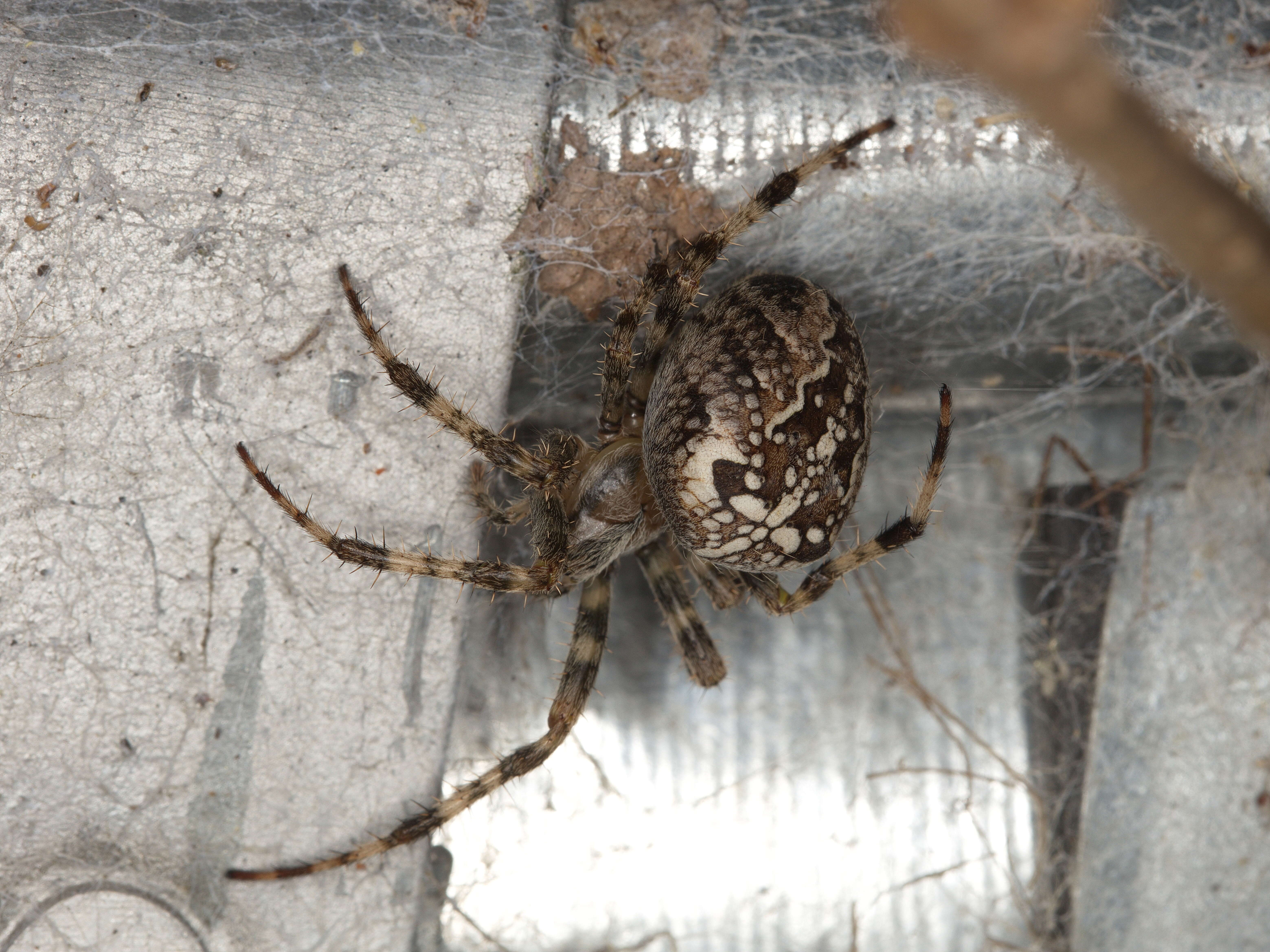 Image of Garden spider