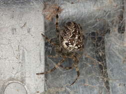 Image of Garden spider