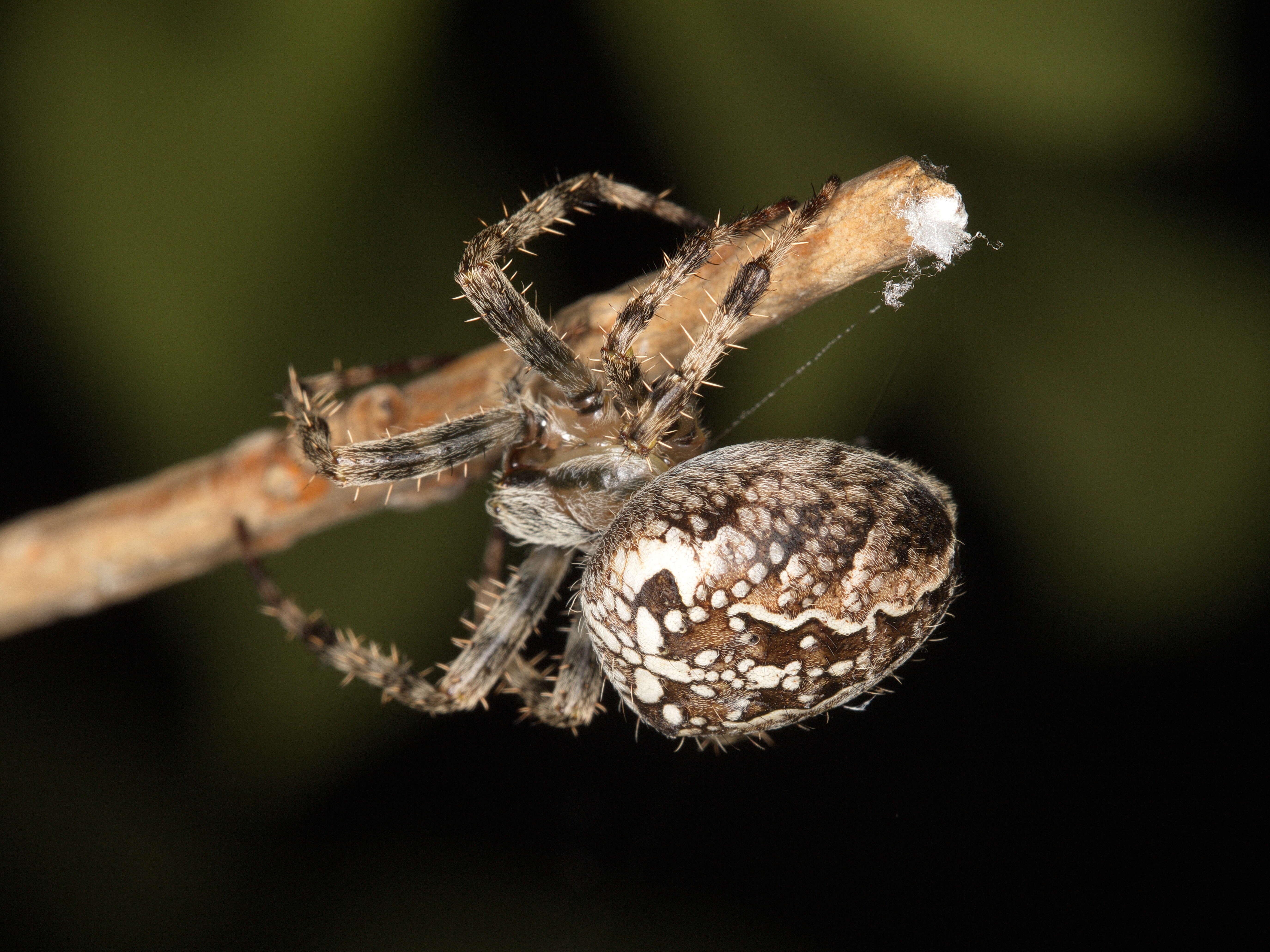 Image of Garden spider