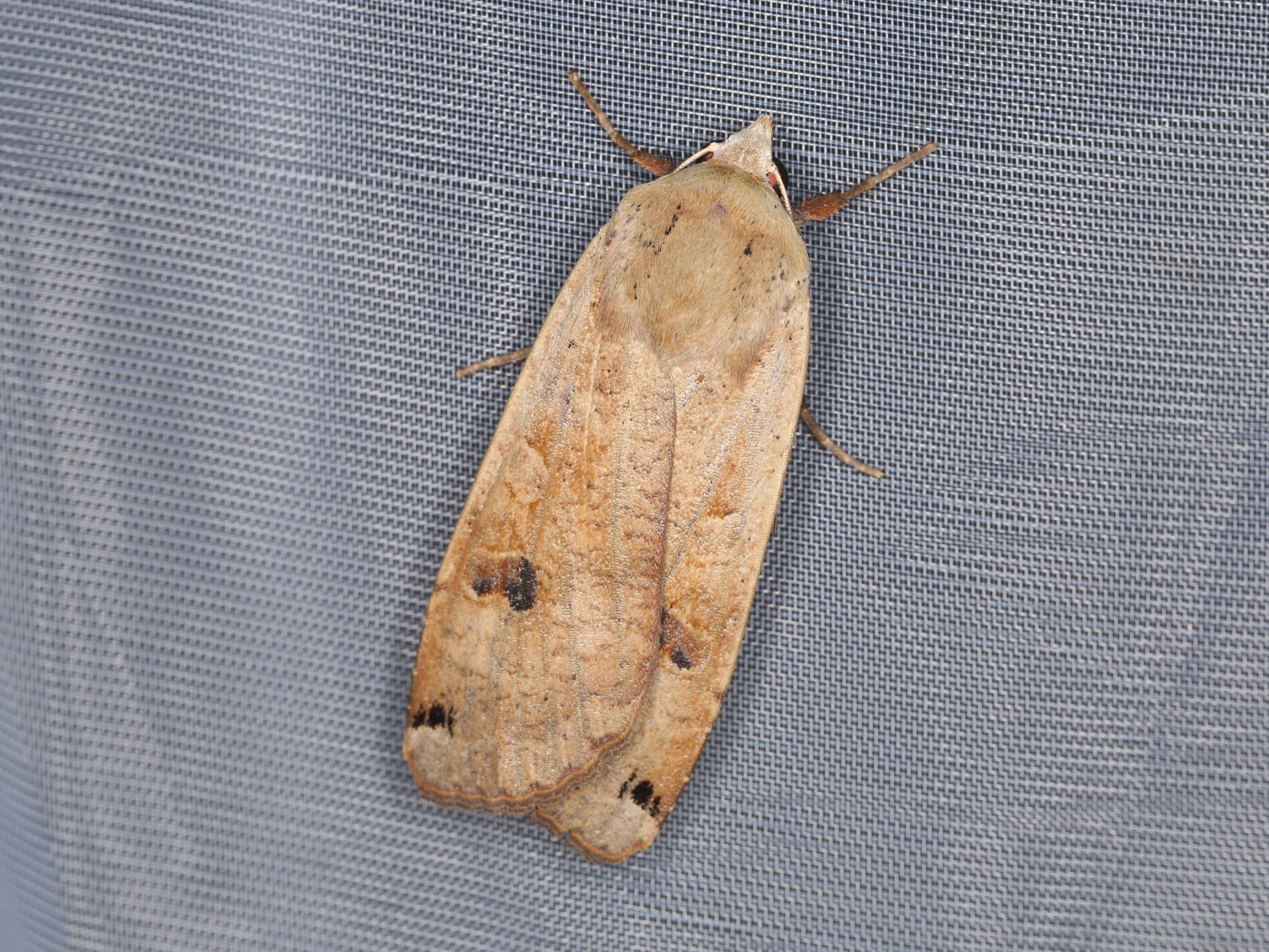 Image of Large Yellow Underwing