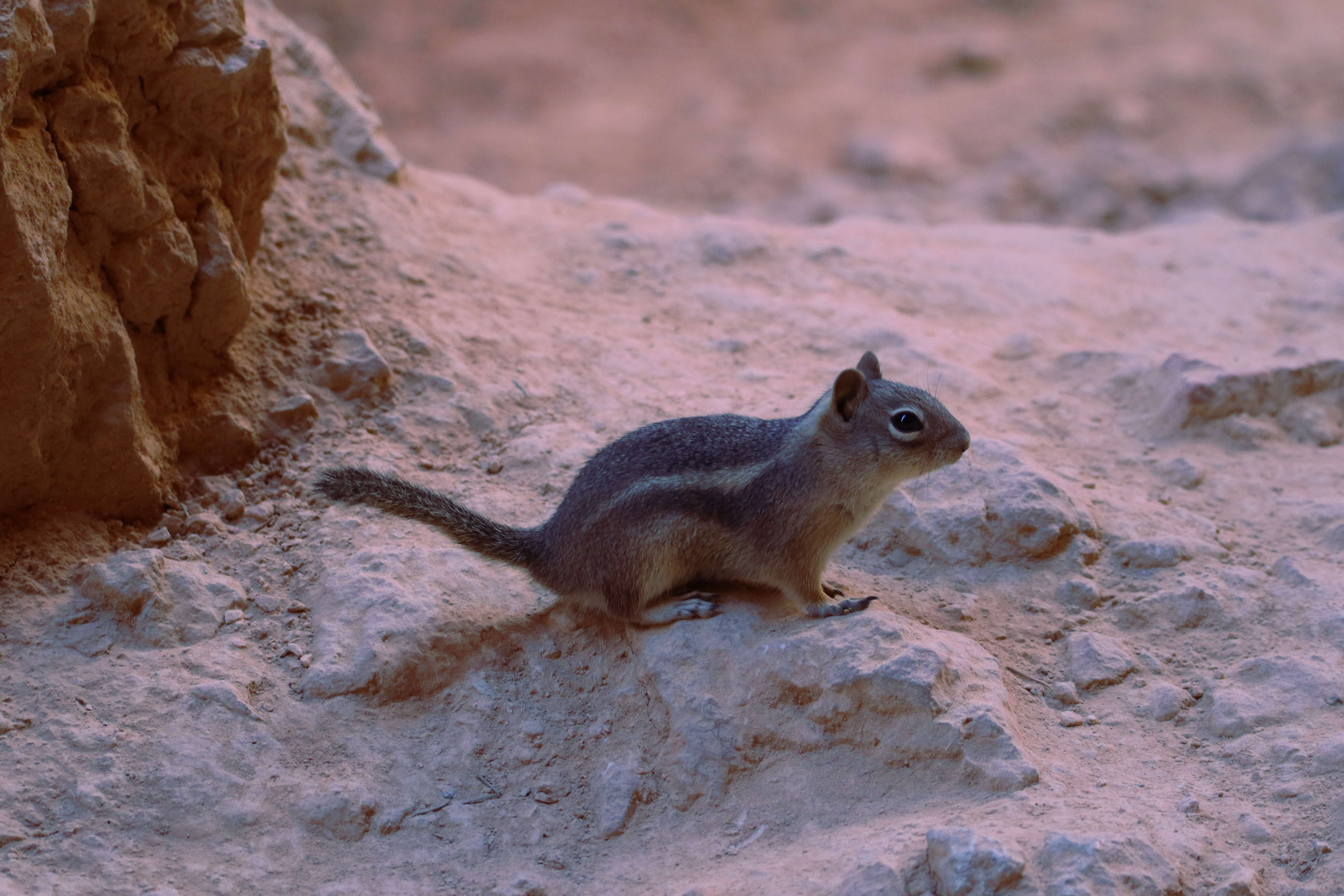 Callospermophilus Merriam 1897 resmi