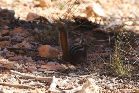 Image of Uinta Chipmunk