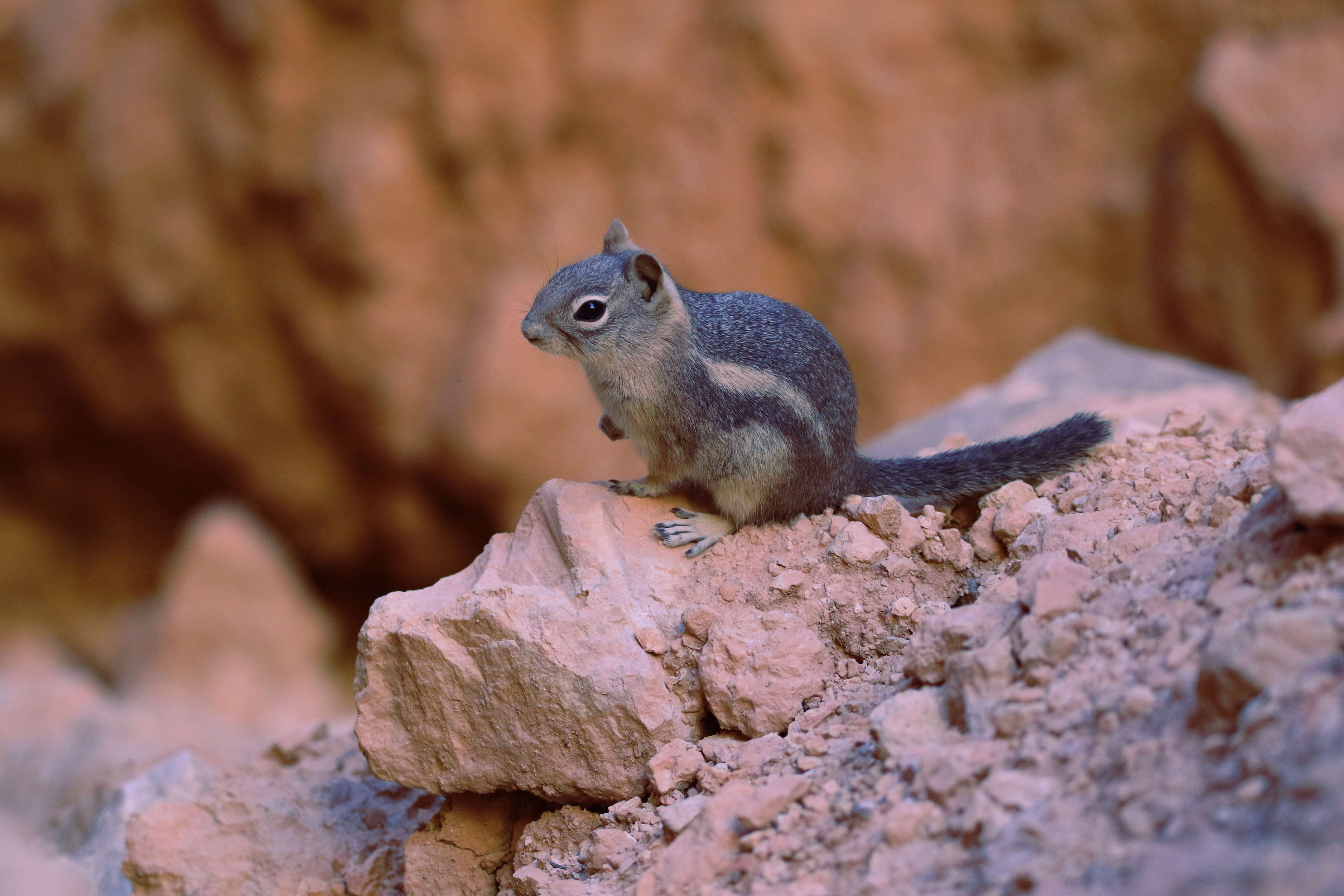 Callospermophilus Merriam 1897 resmi