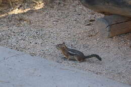 Callospermophilus Merriam 1897 resmi