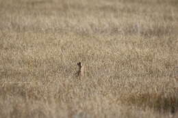 Image of Utah Prairie Dog