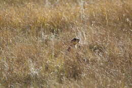 Image of Utah Prairie Dog