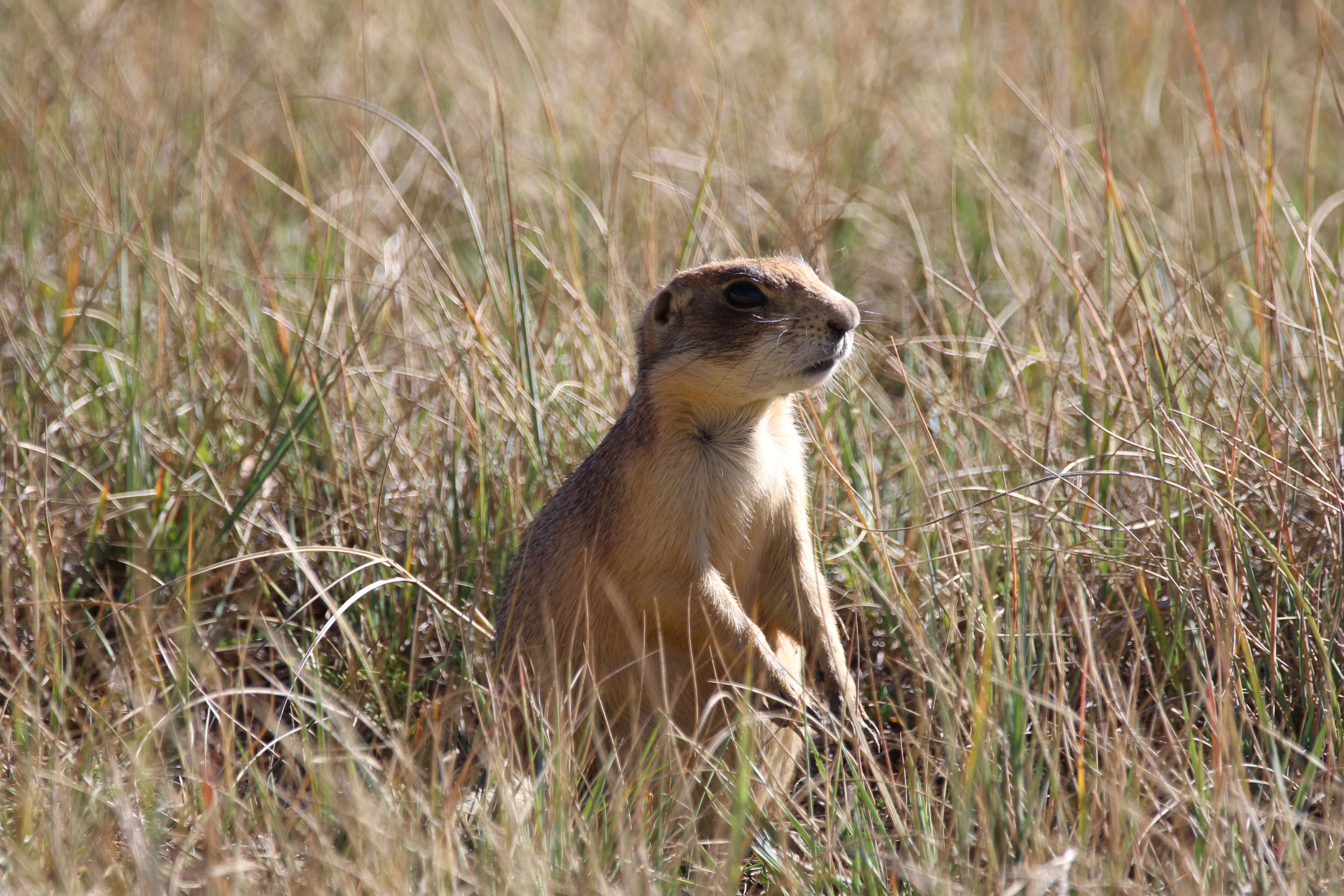 Image of Utah Prairie Dog