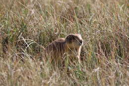 Image of Utah Prairie Dog