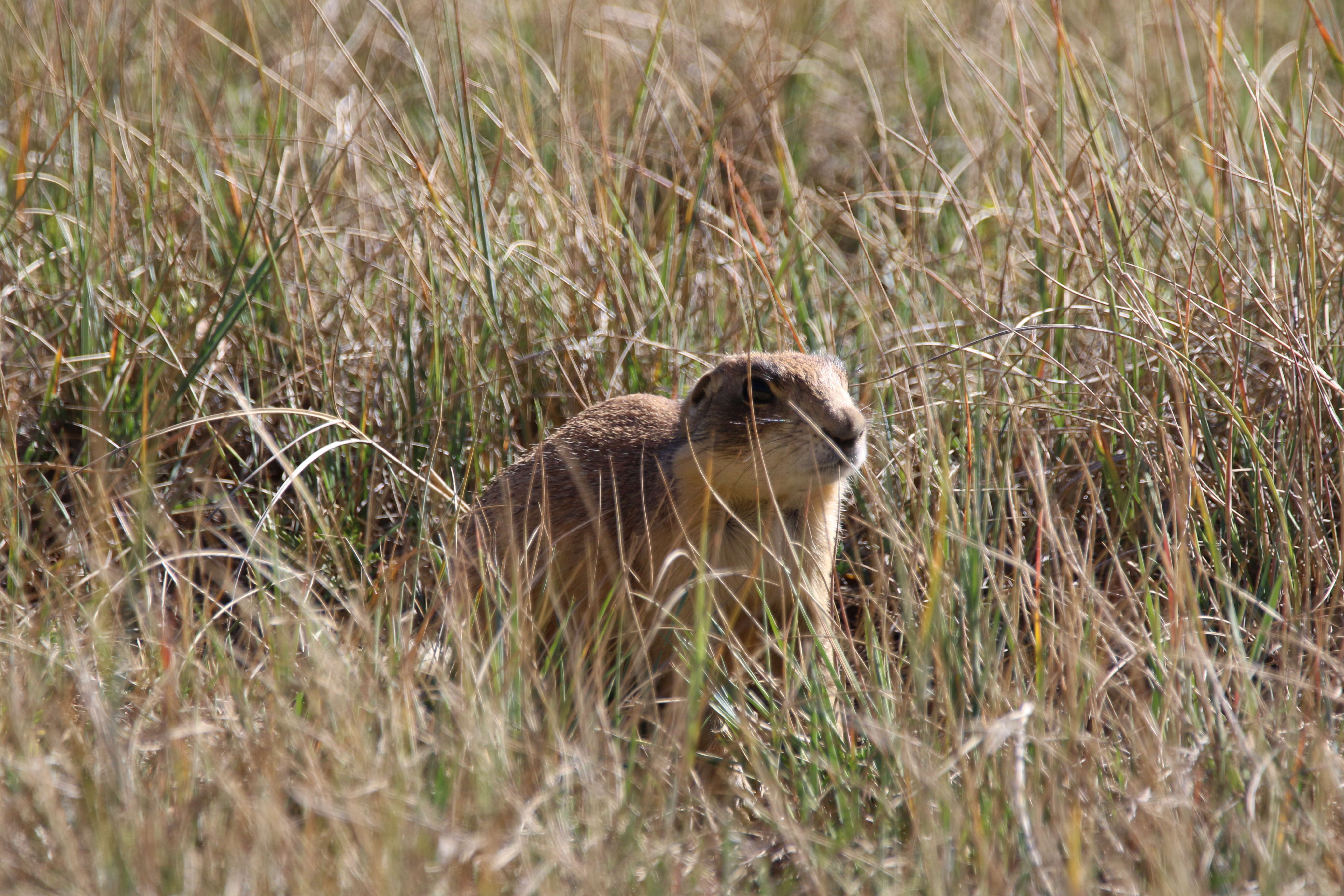 Image of Utah Prairie Dog