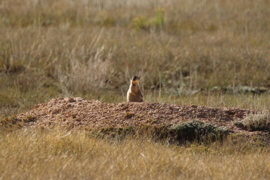 Image of Utah Prairie Dog