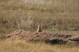 Image of Utah Prairie Dog