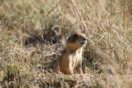 Image of Utah Prairie Dog