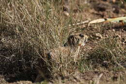 Image of Utah Prairie Dog