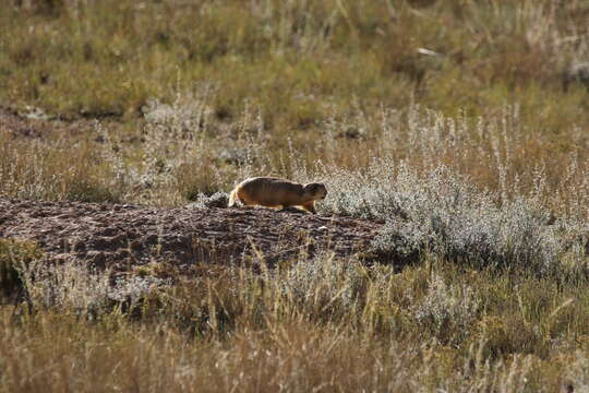 Image of Utah Prairie Dog