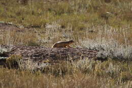 Image of Utah Prairie Dog