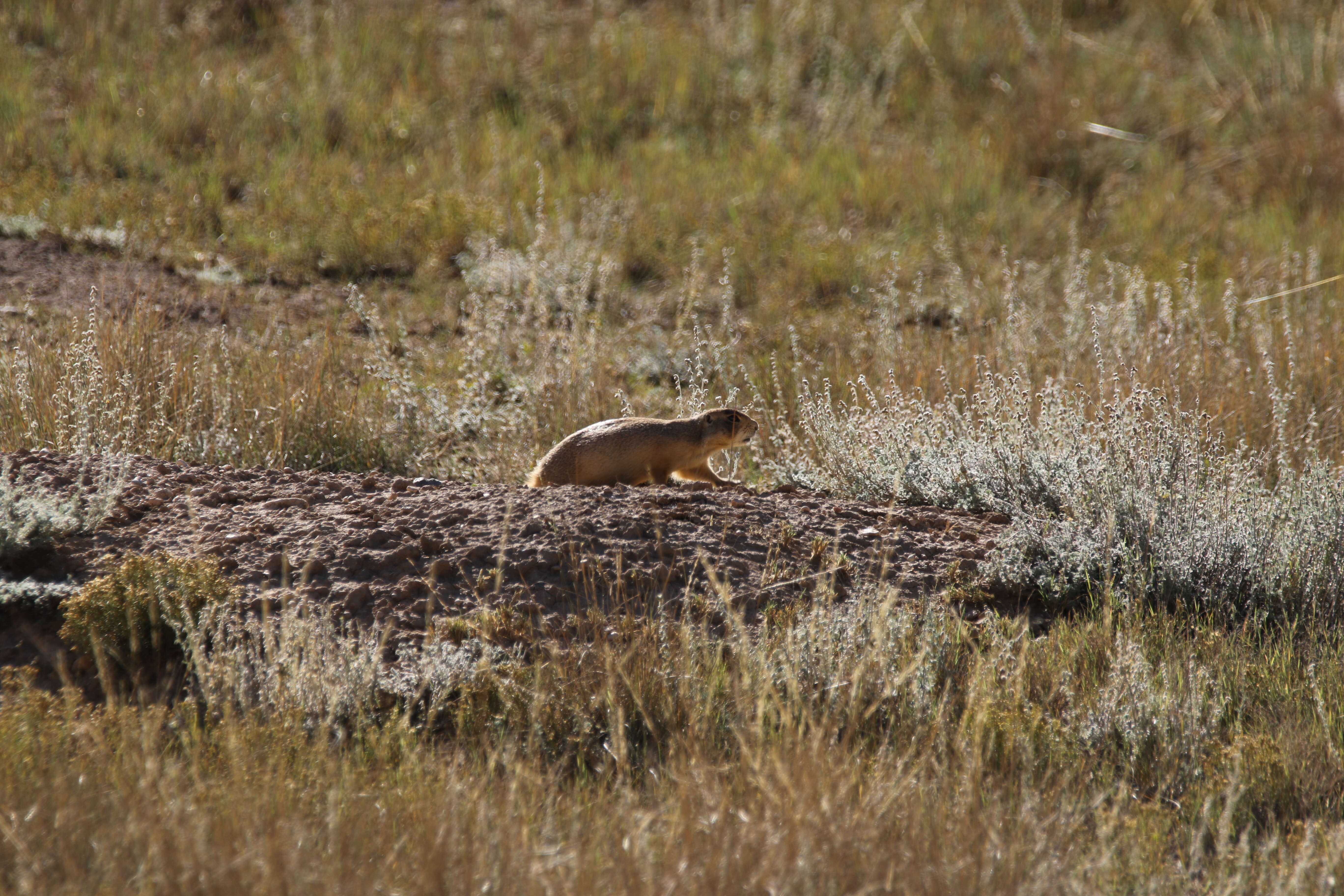 Image of Utah Prairie Dog