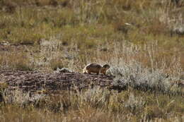 Image of Utah Prairie Dog