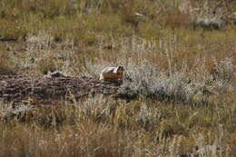 Image of Utah Prairie Dog