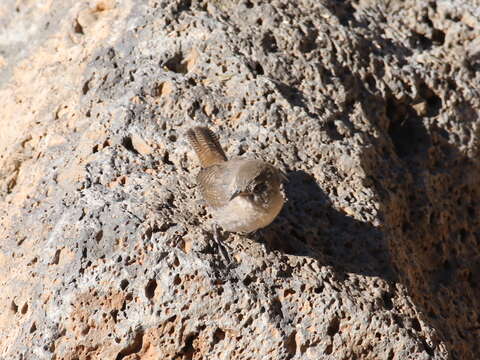 Image of House Wren