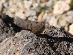 Image of House Wren