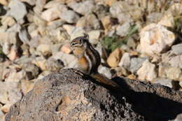 Image of Least Chipmunk