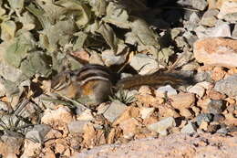 Image of Least Chipmunk