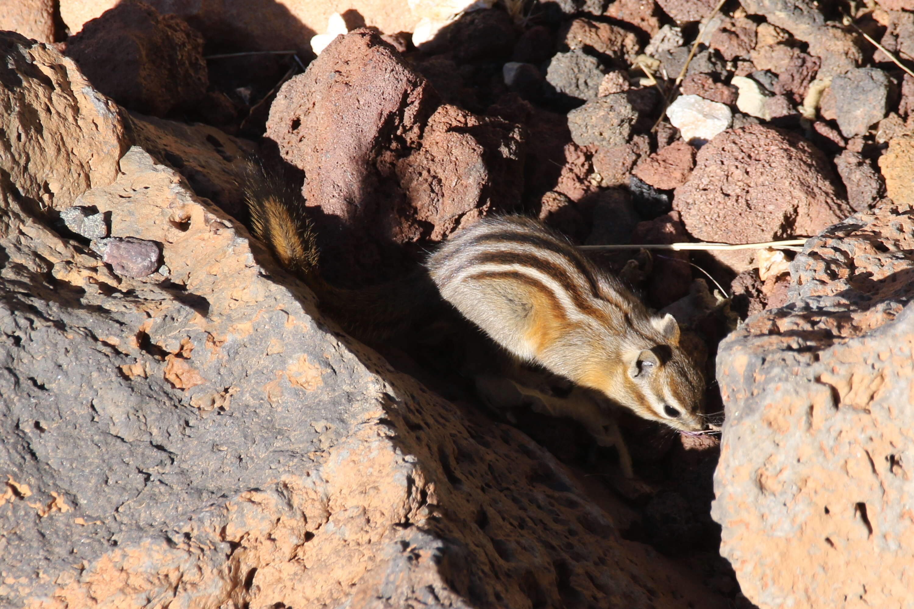 Image of Least Chipmunk