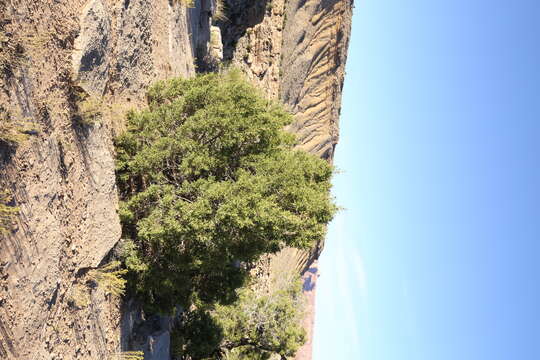 Image of Bigberry Juniper