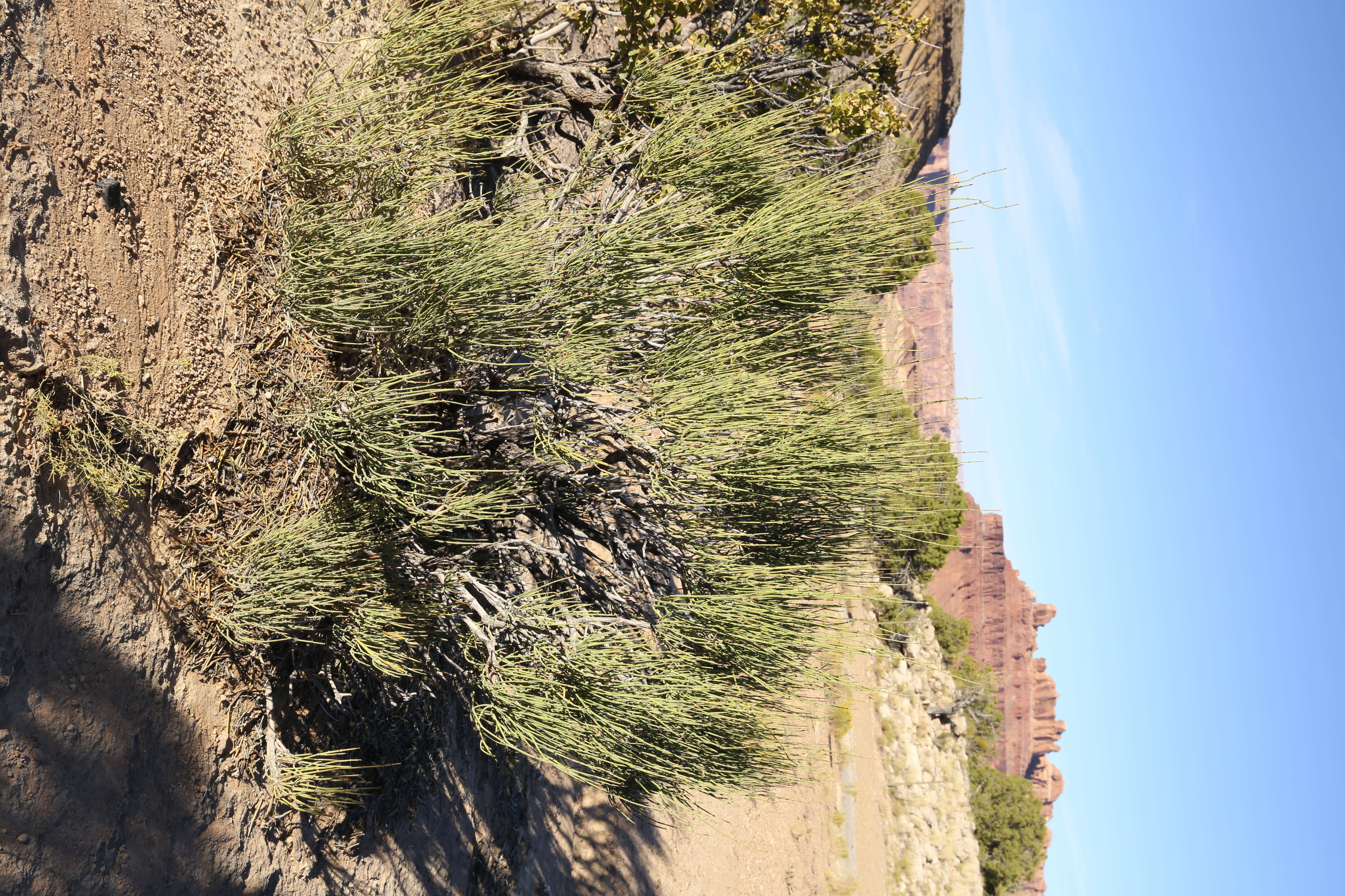 Image of Green Ephedra