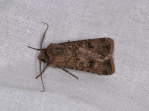 Image of turnip moth