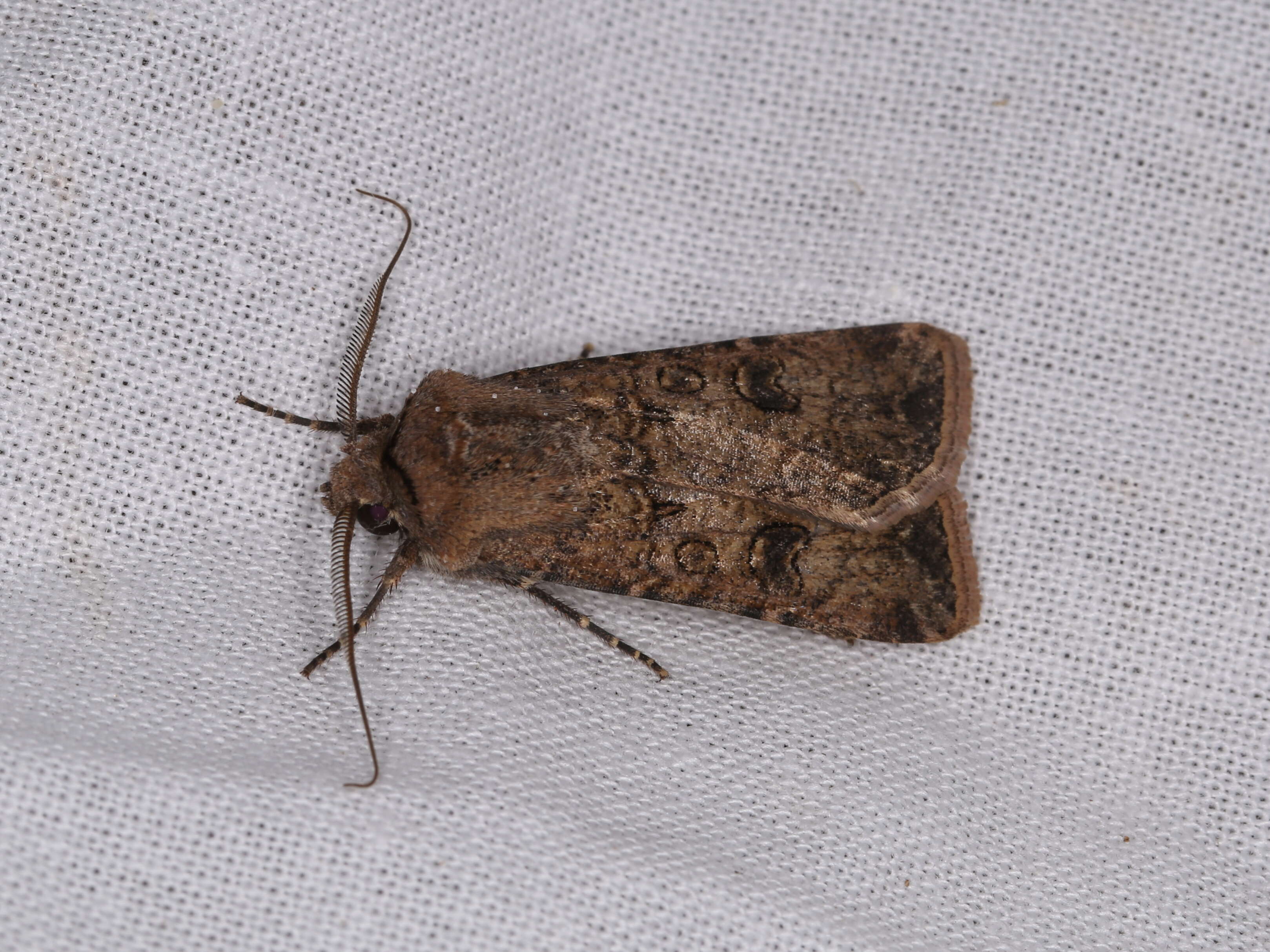 Image of turnip moth