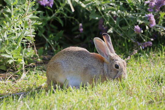 Image of Mountain Cottontail