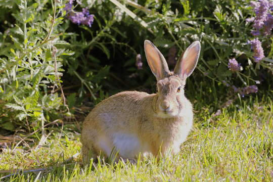 Image of Mountain Cottontail