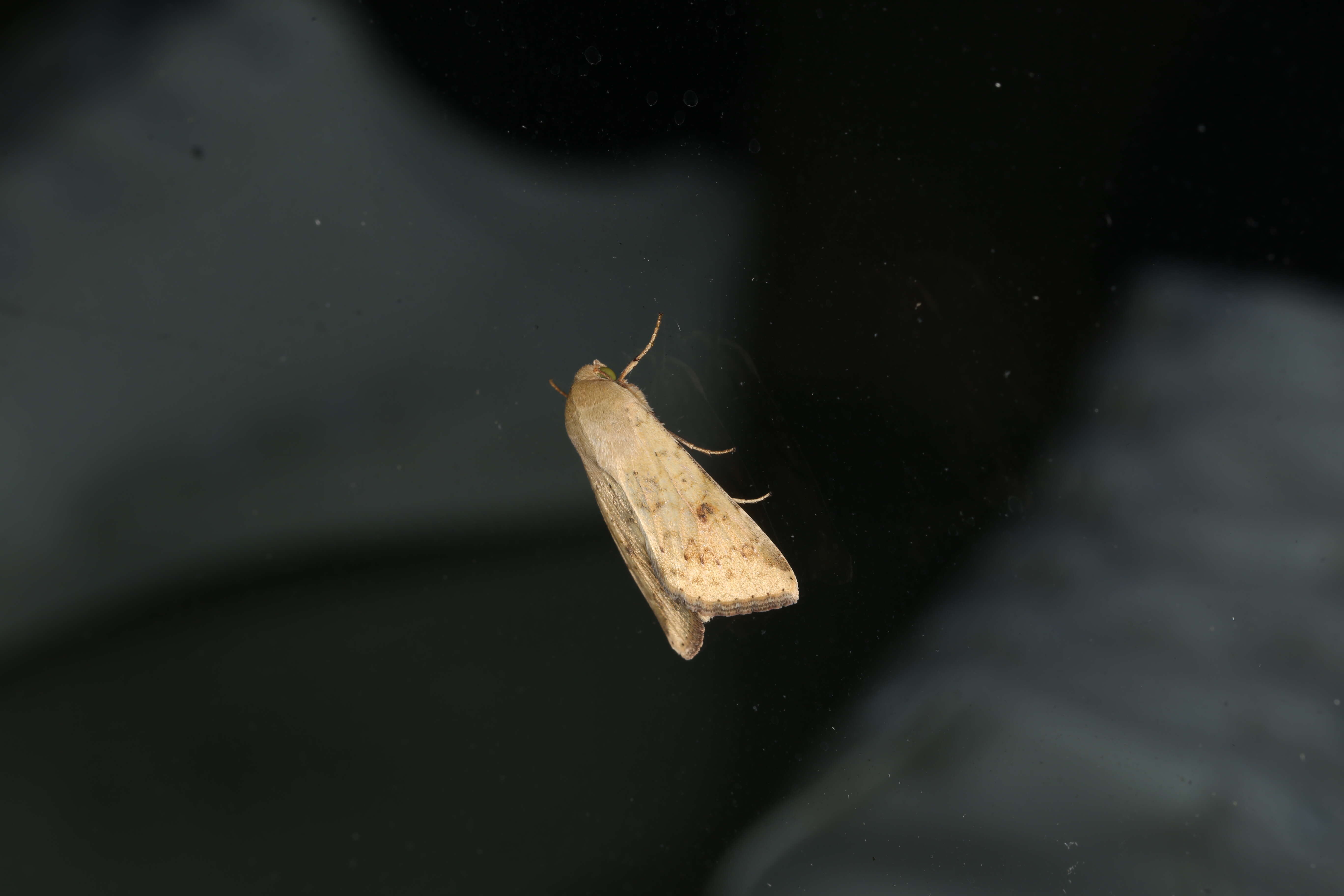 Image of Corn Earworm