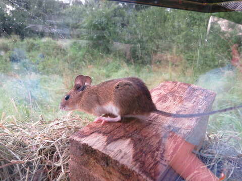 Image of Yellow-necked Field Mouse