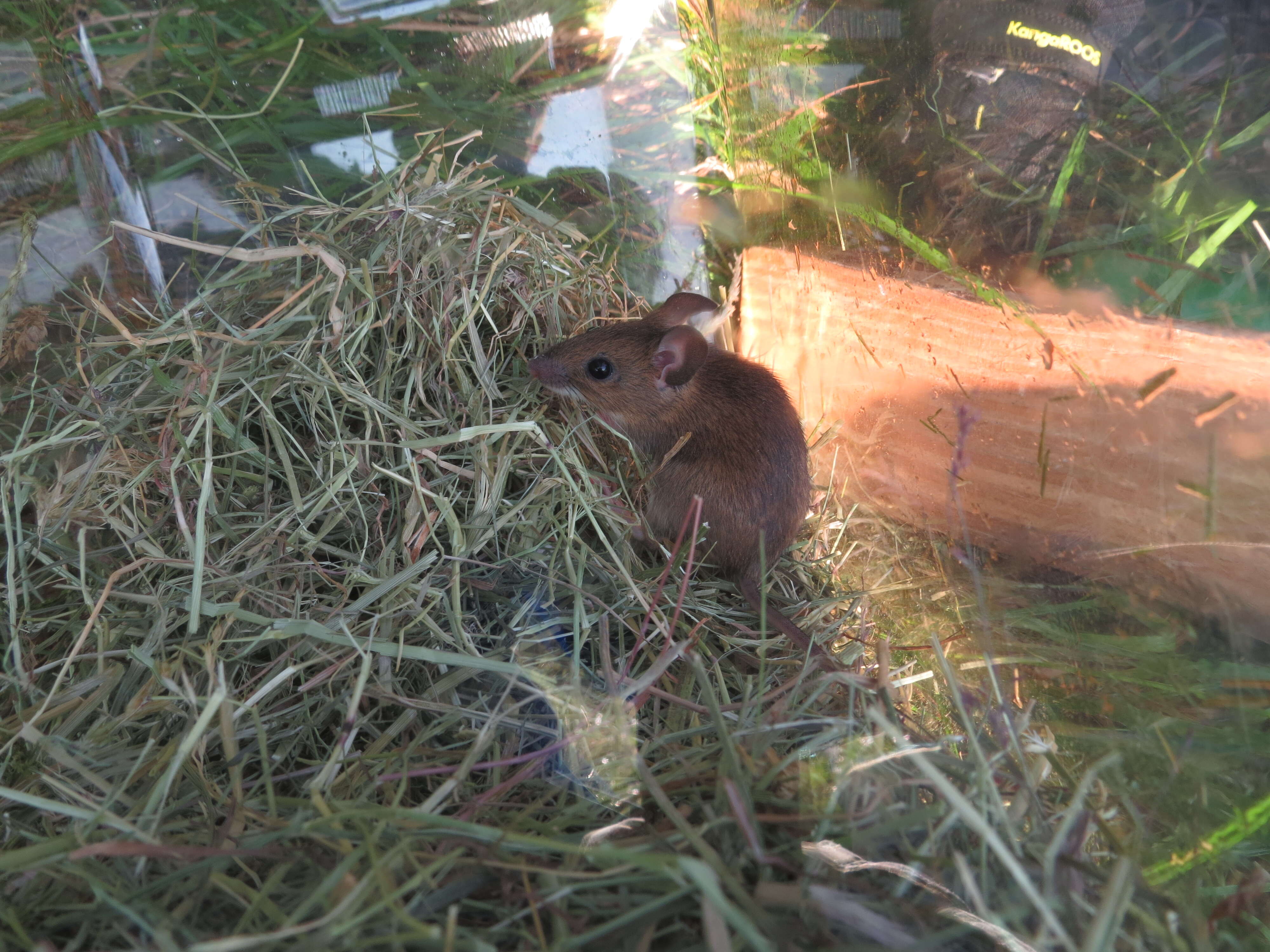 Image of wood mouse, long-tailed field mouse